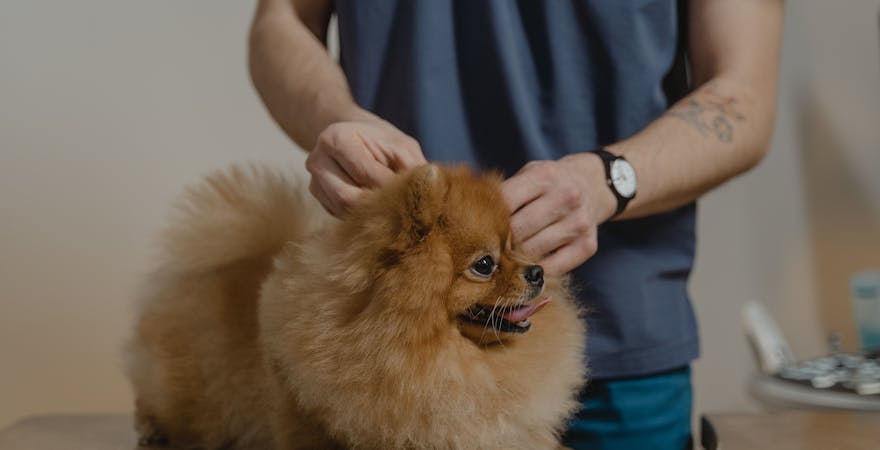 Köpeklerde Diş Taşı Temizliği Evde Nasıl Yapılır? (2026 Veteriner Onaylı Rehber) - Görsel 3