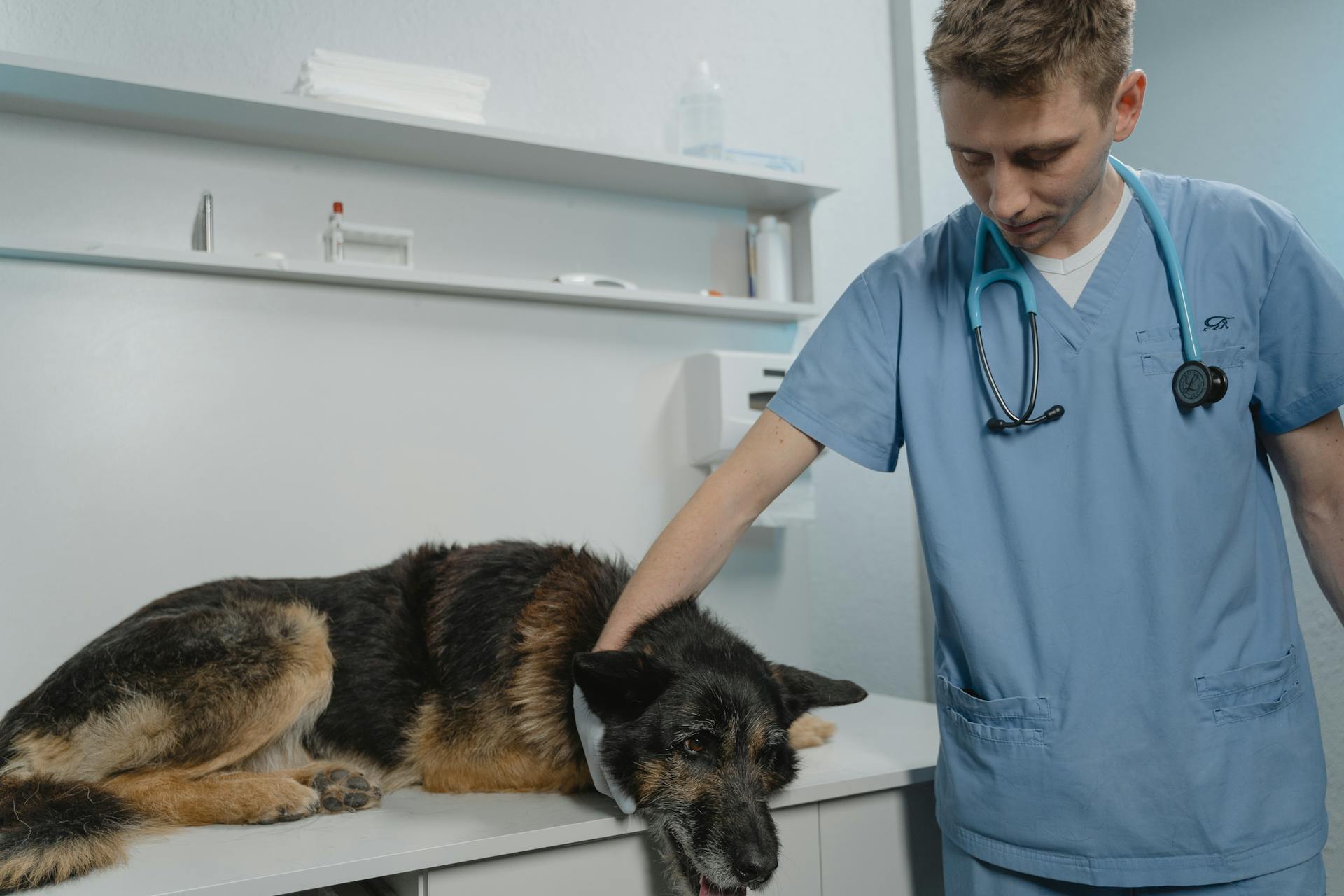 Mann i blå scrubdräkt med svart och brun schäferhund