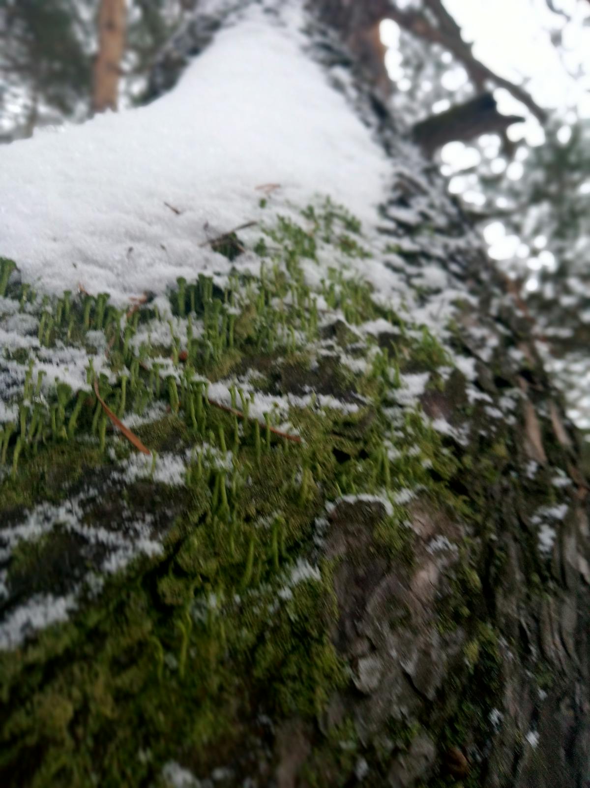 Termite Damage in Westchester & Rockland: What's Really at Stake for Your Home