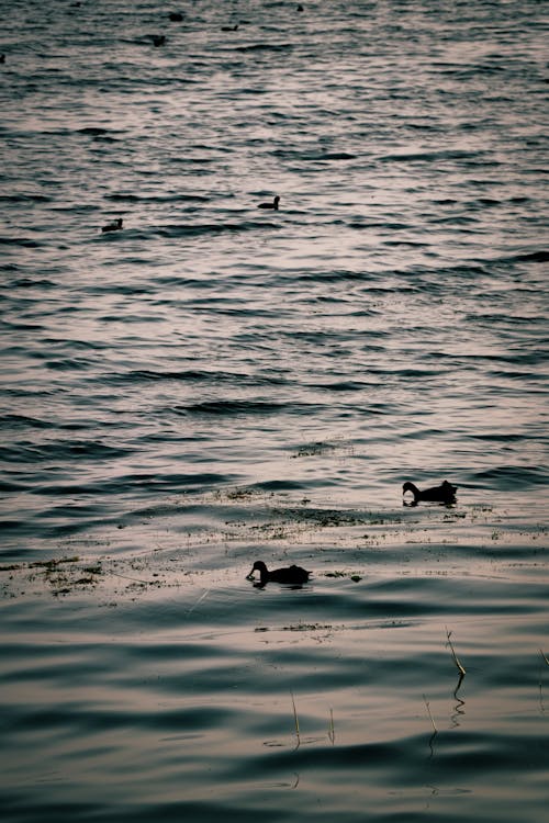 

A Silhouette of Ducks on the Ocean
