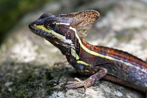 Close Up Photo of a Lizard
