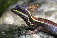 Close Up Photo of a Lizard