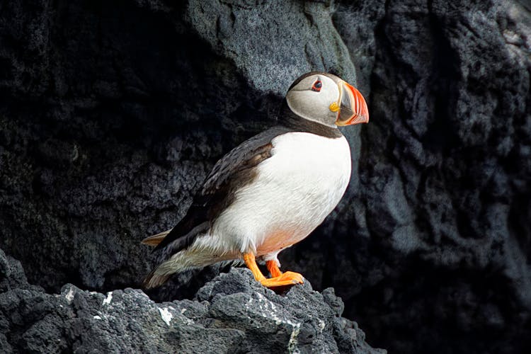 Puffin Sitting On Rocks