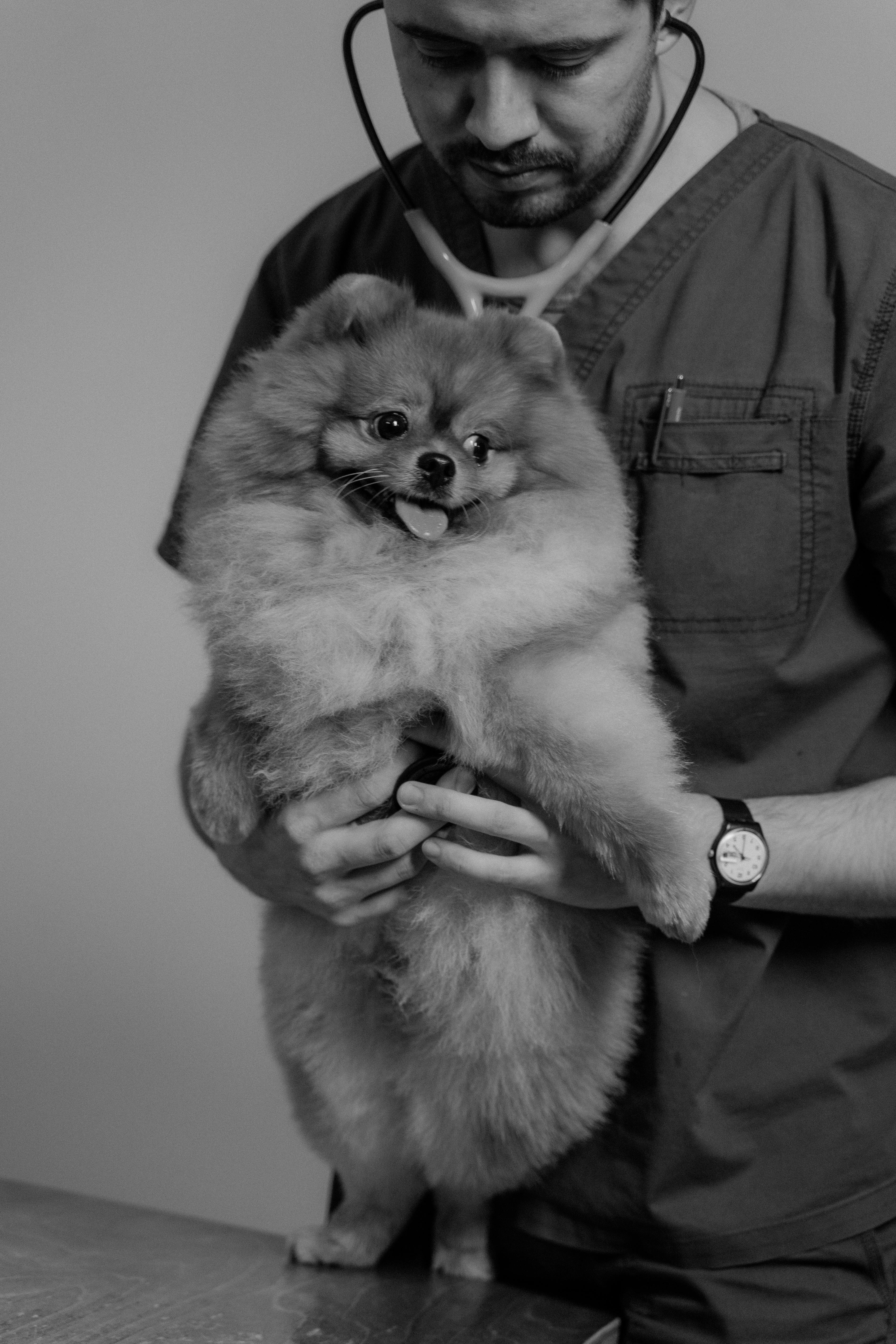 Veterinarian performing advanced puppy health checks