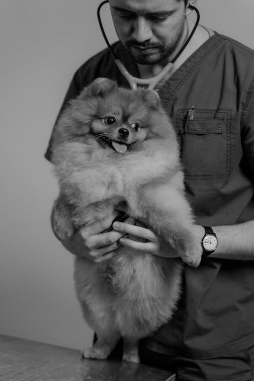 A Veterinarian Holding a Dog 