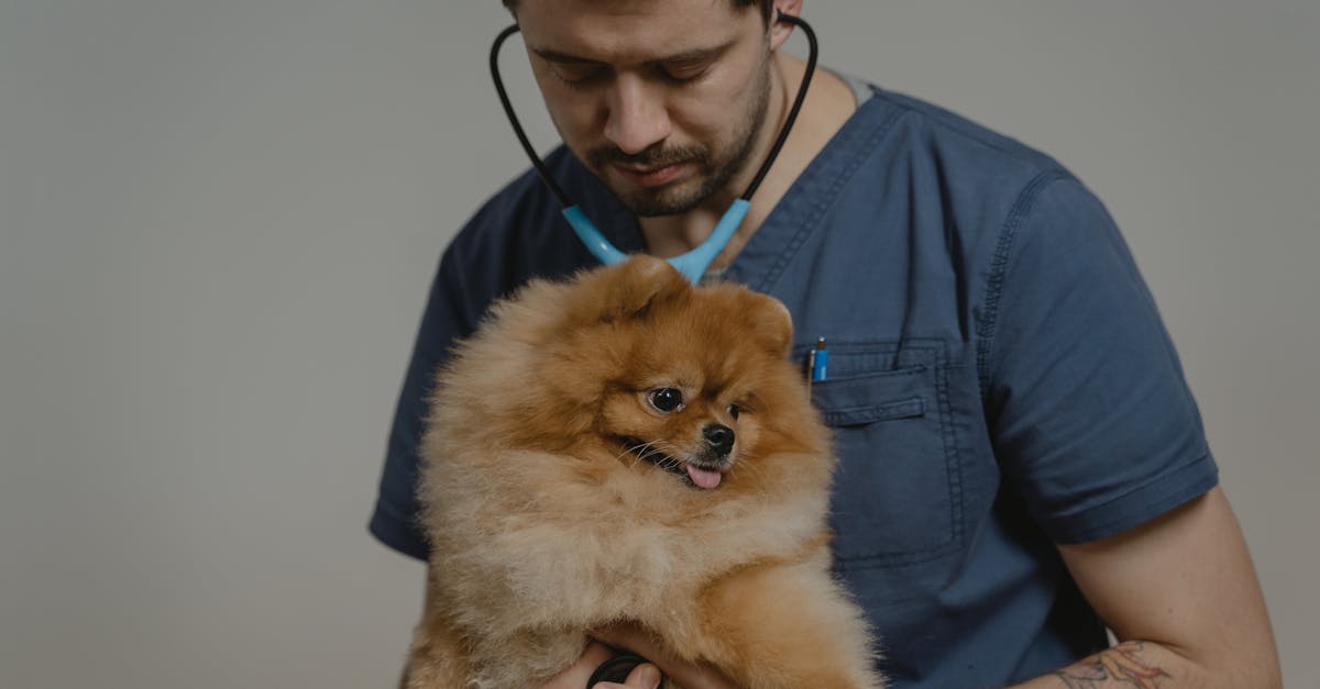 Veterinarian examines a fluffy Pomeranian dog during a routine checkup indoors.