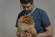 Veterinarian examines a fluffy Pomeranian dog during a routine checkup indoors.