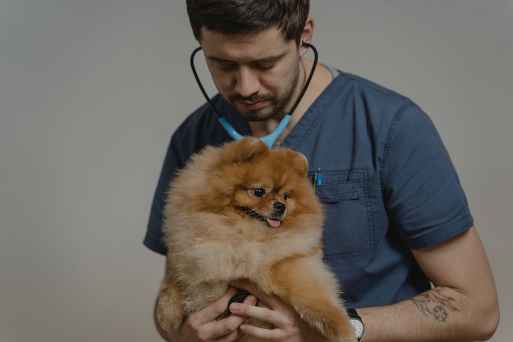 A veterinarian using a stethoscope to examine a dog