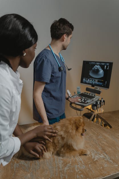 How much is an ultrasound for a dog