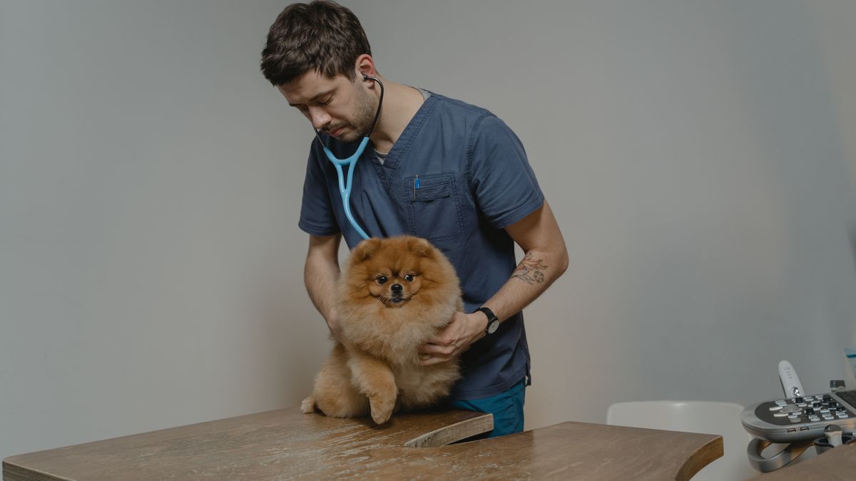 Fréquence des visites vétérinaires
