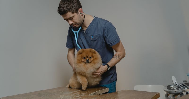 Pourquoi souscrire une assurance animaux en 2025 face Ă l’augmentation des coĂ»ts vĂ©tĂ©rinaires