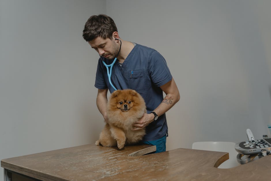 Does Pet Insurance Actually Save You Money in 2026? A veterinarian checks a Pomeranian dog using a stethoscope in a clinic setting.