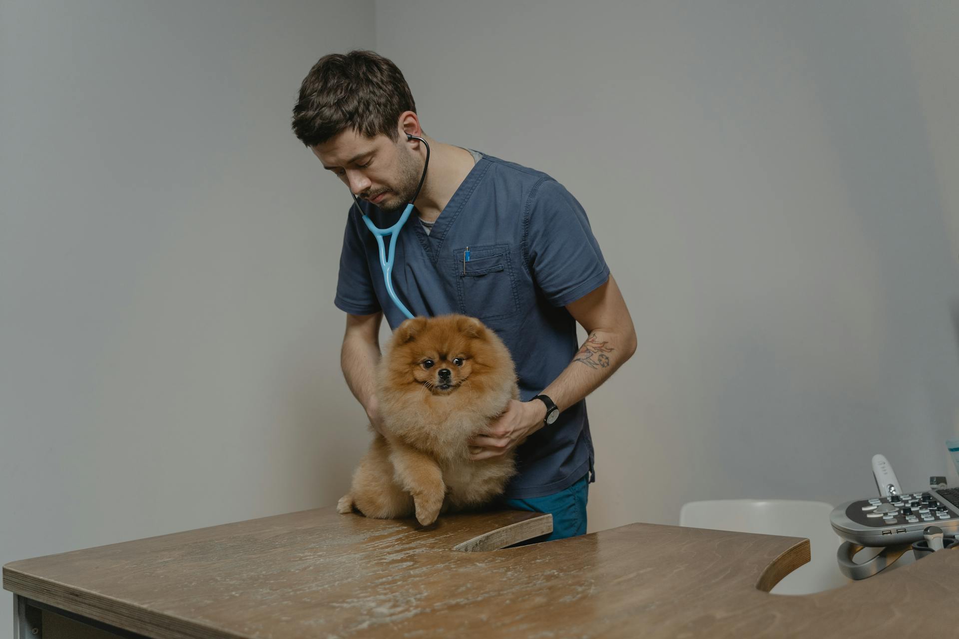 Een hond in de kliniek