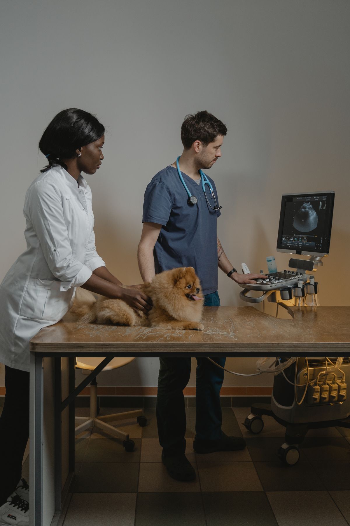 Online Vet vs. Emergency Vet: Which Do You Need?