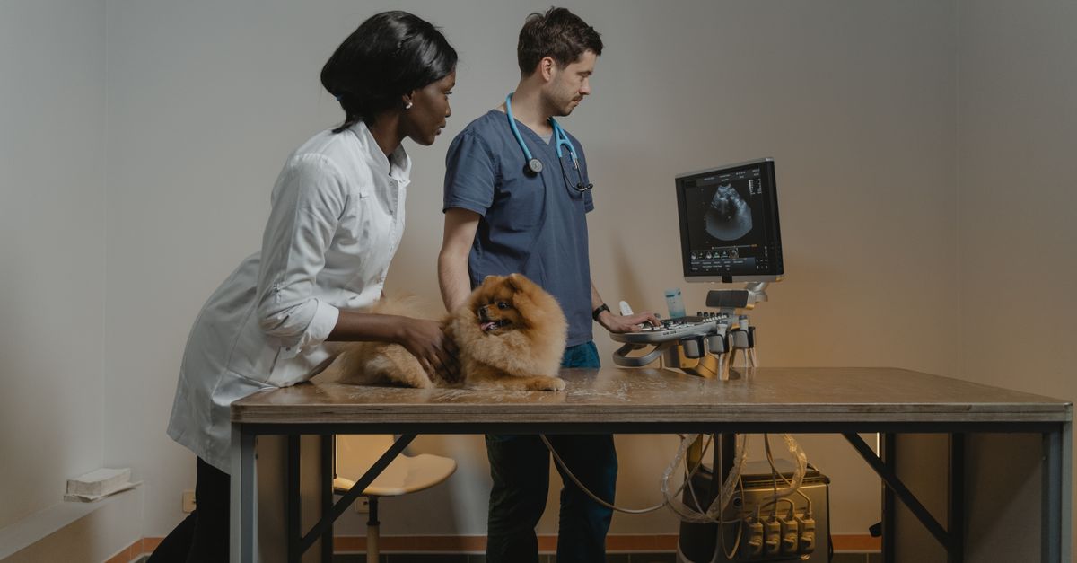 Why Your Dog Hates the Vet (And The Counter-Intuitive Strategy That Actually Works)