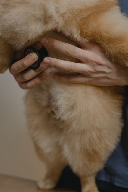 puppy vet checkup stethoscope