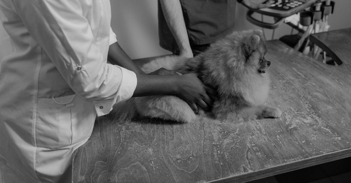 Pomeranian dog being examined by veterinarians. Black and white image captures a detailed check-up scene.