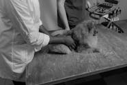 Subvalvular Aortic Stenosis canine Nahf