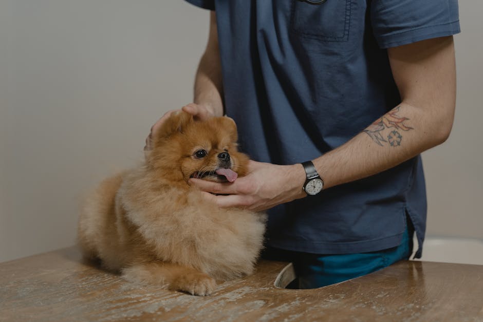 Why Generic Dog Food Advice Fails—What Vets Recommend A veterinarian examines a fluffy Pomeranian dog on a table, providing care and comfort.