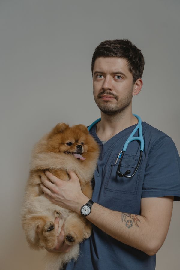 Veterinarian holding a Pomeranian puppy in the clinic