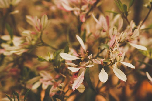 Free stock photo of beautiful flowers, pink flowers, spring flower
