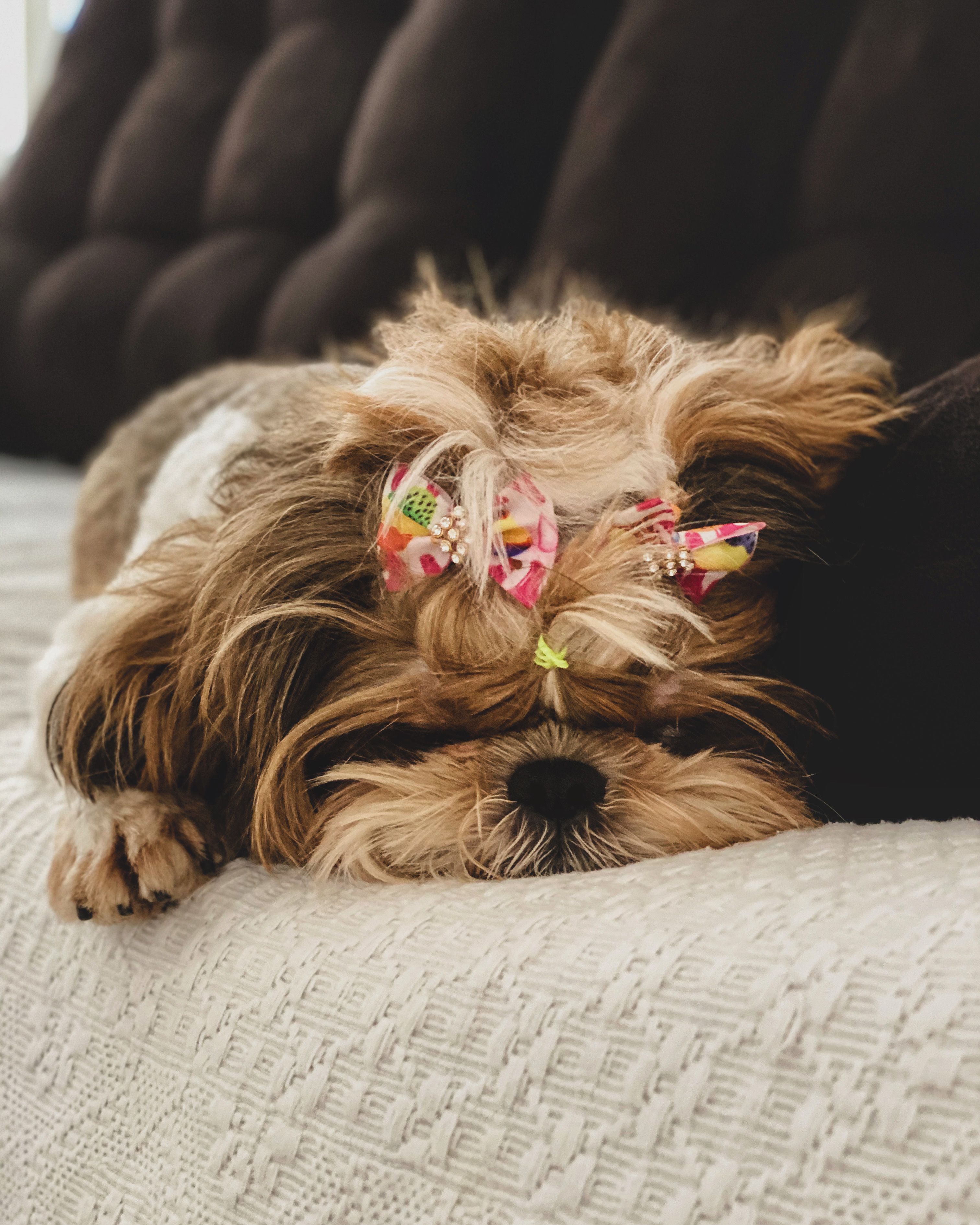 A cute Shih Tzu dog resting peacefully on a sofa, adorned with colorful hair clips.