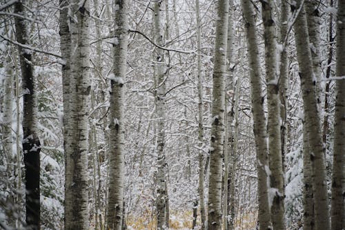 bezplatná Základová fotografie zdarma na téma hluboký les, les, příroda Základová fotografie
