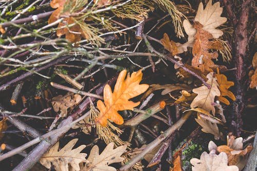 Forest ground with branches and foliage