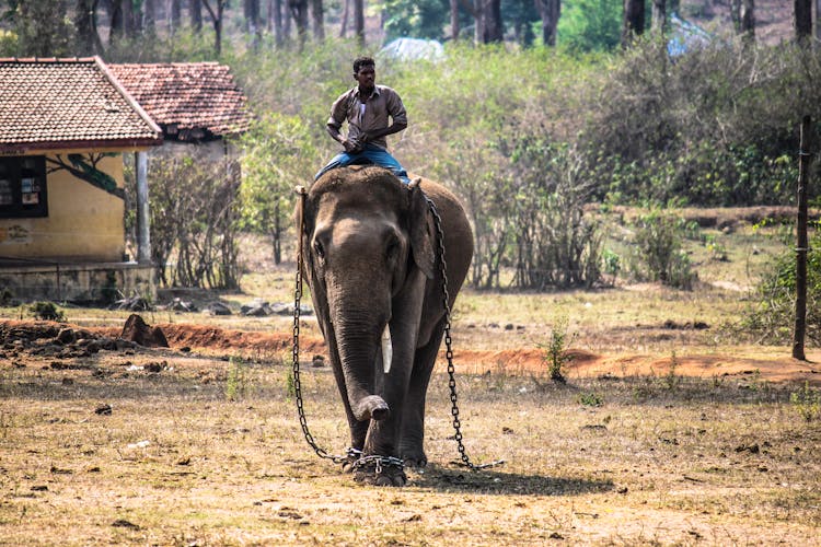 Man Riding Elephant