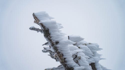 бесплатная Бесплатное стоковое фото с ветвь, зима, крупный план Стоковое фото