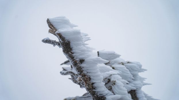 A detailed view of a snow-covered branch against a clear winter sky, capturing the essence of the cold season.
