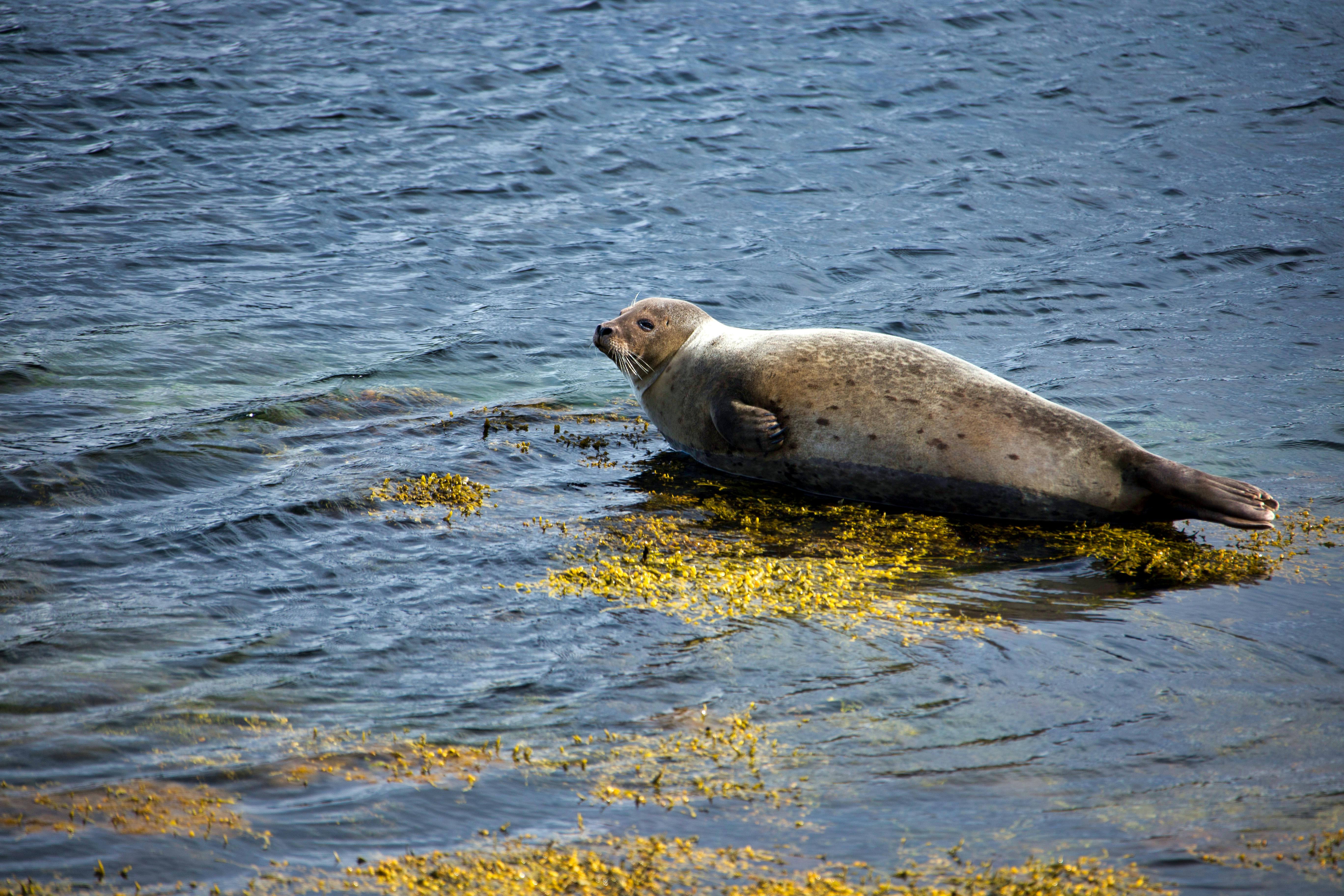 A seal lying on seaweed in the coastal waters of Djúpavík, Iceland.