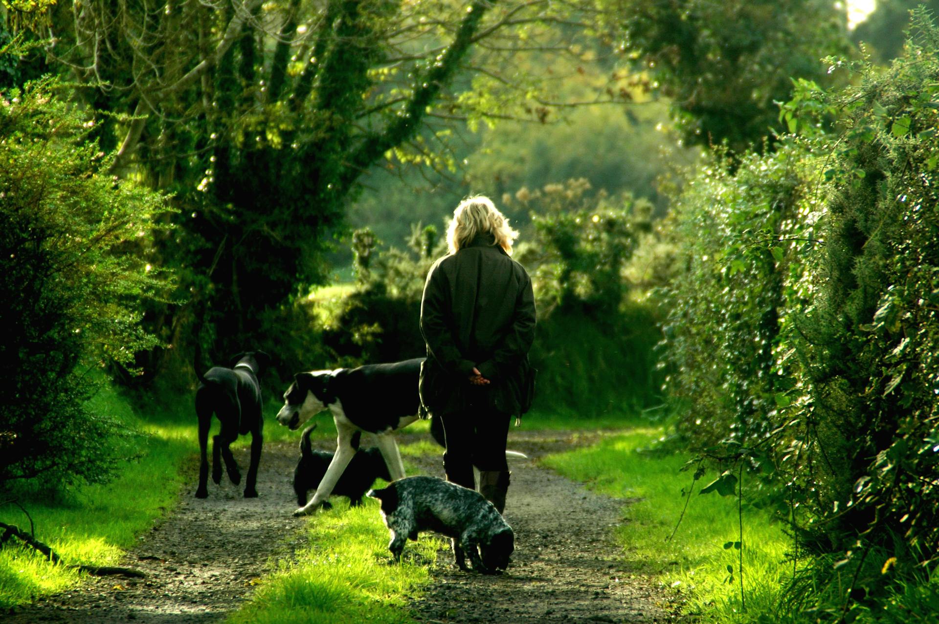 Woman in Black Jacket and 4 Dogs Walking on Dirt Path Between Trees