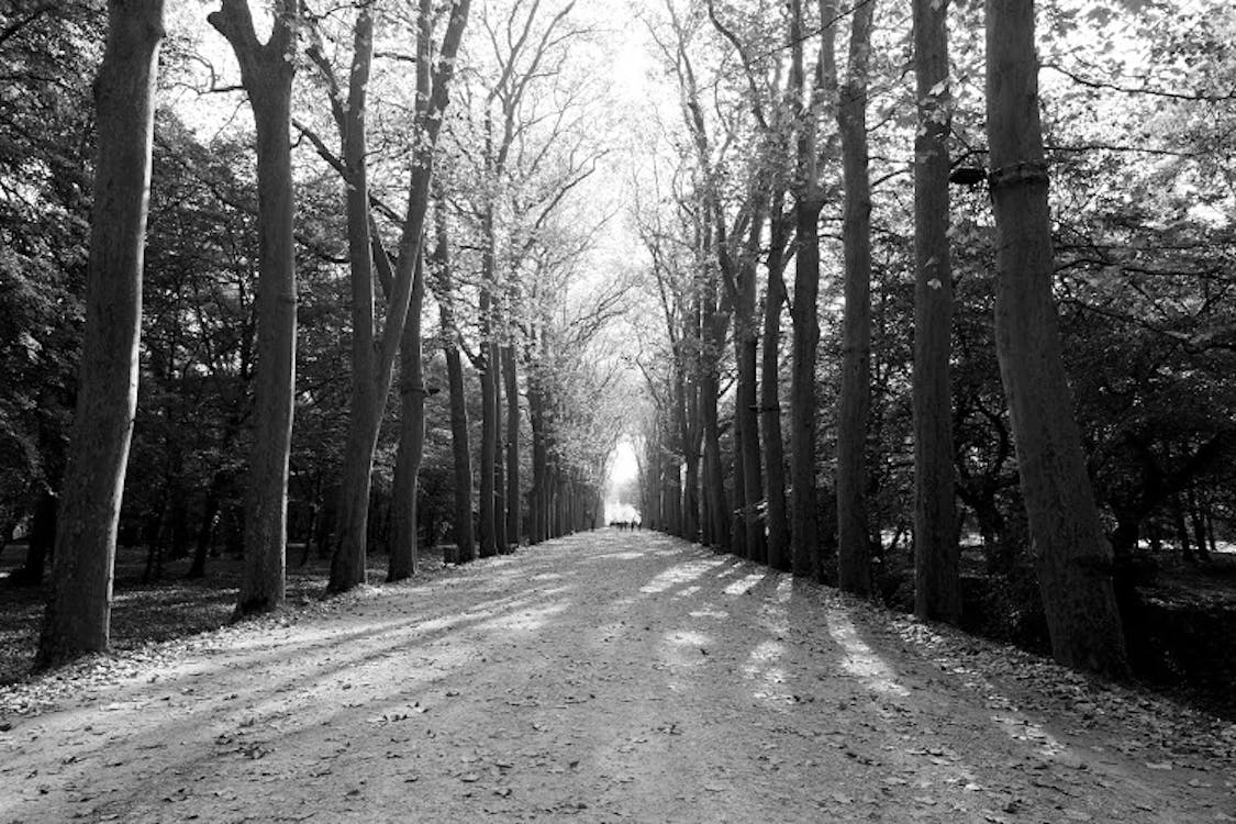 Free Snow Path Beside Tall Trees Stock Photo