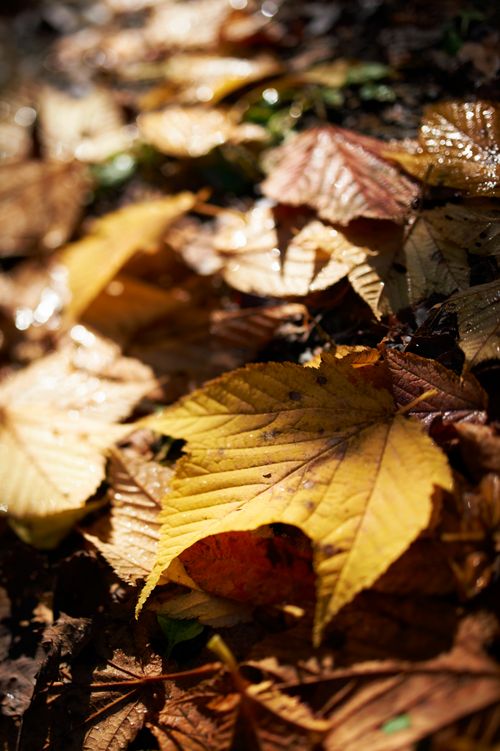 Free A close-up of dry leaves bathed in gentle sunlight, showcasing fall's beauty. Stock Photo