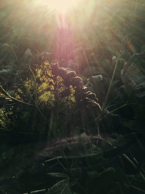 Free stock photo of lens flare, plant, plantlife