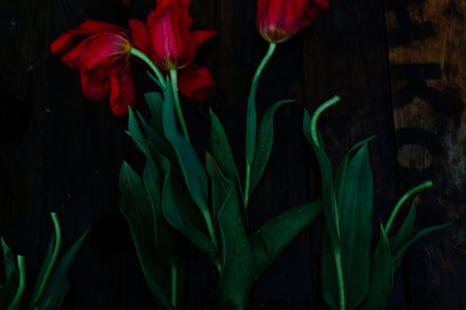 Red tulips with green stems and leaves