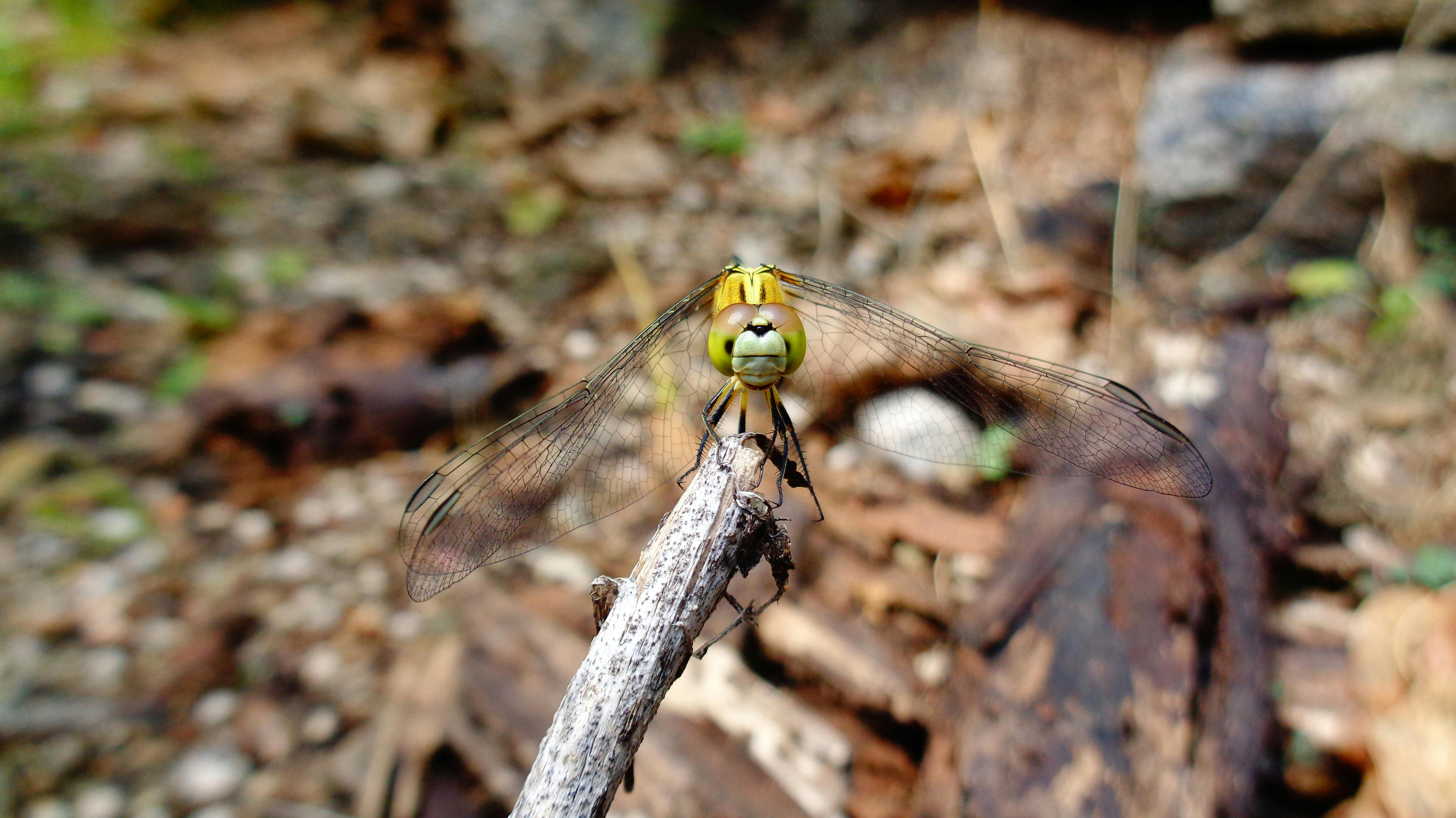 Cách chống lại thông tin sai lệch