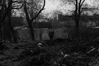 Stack of Cut Down Branches