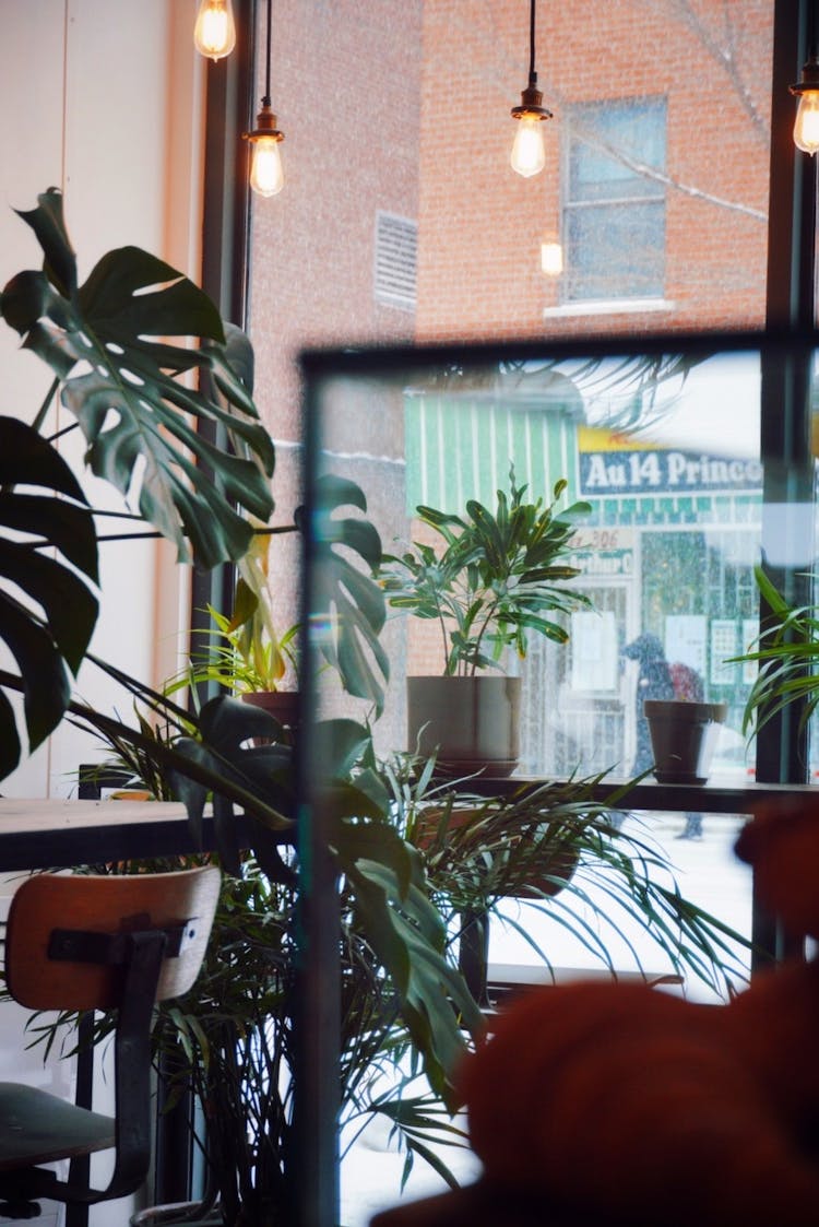 Green Indoor Plants Near The Glass Window Of An Establishment