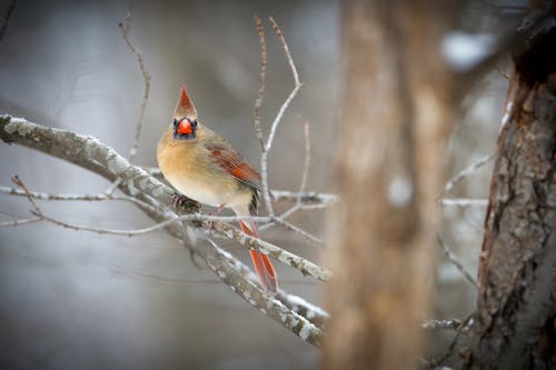 Close Up Photo of Bird Perched on Tree Branch