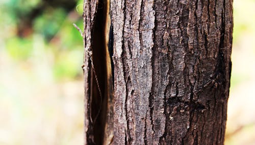 一棵樹的樹皮, 吠, 樹 的 免費圖庫相片