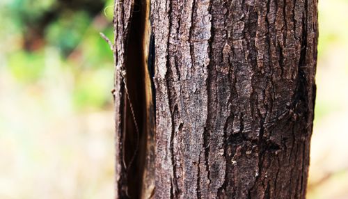 Free stock photo of bark, bark of a tree, old tree Stock Photo