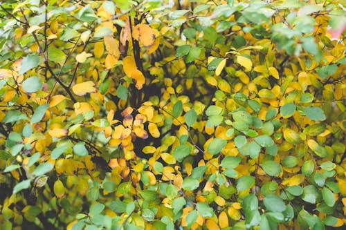 Free Little Autumn Leaves Stock Photo