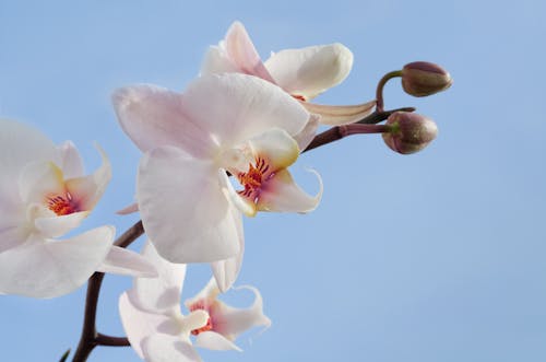 Pink and White Orchids\