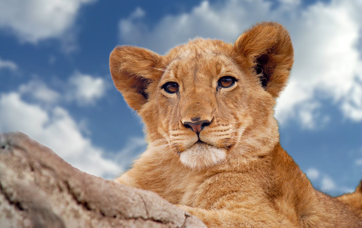 Free Brown Lion Cub Under Blue and White Sky Stock Photo