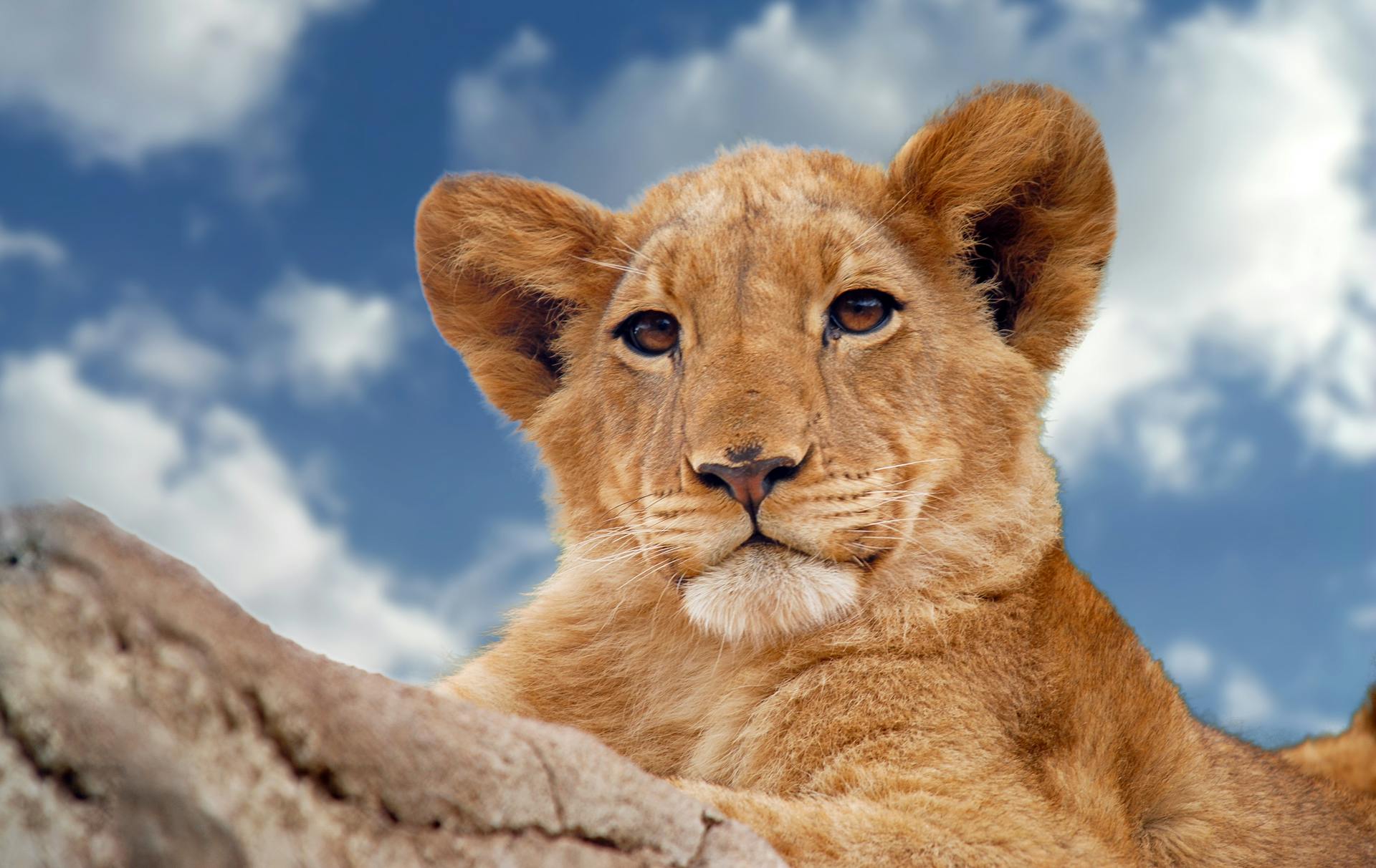 Brown Lion Cub Under Blue and White Sky