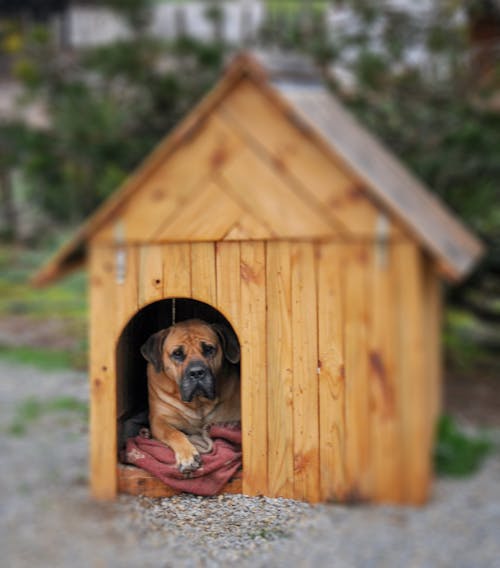 動物, 家畜, 狗 的 免費圖庫相片