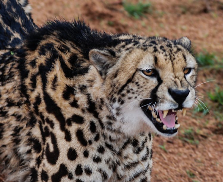 Brown And Black Cheetah