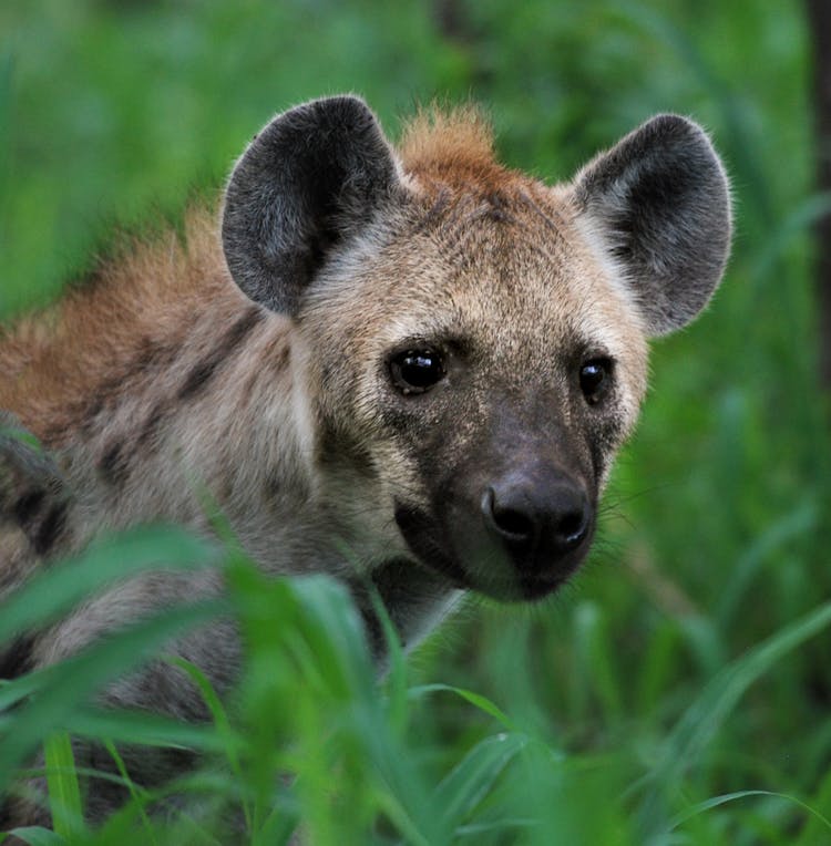 Gray Hyena Through Grass